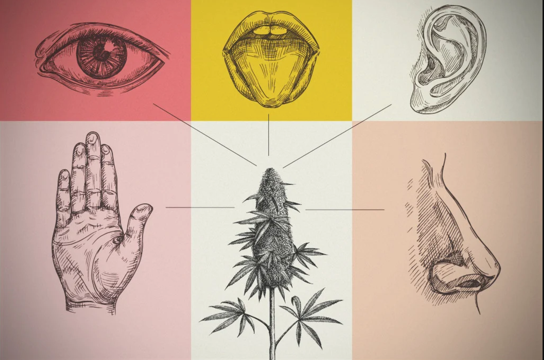 How Cannabis Affects the Five Senses